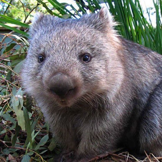 Wombats are year 1 pupils who love learning. We can't wait to share our learning with you!