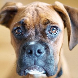 BlueGJS's profile picture. "I have of late, but wherefore I know not, lost all my mirth..."