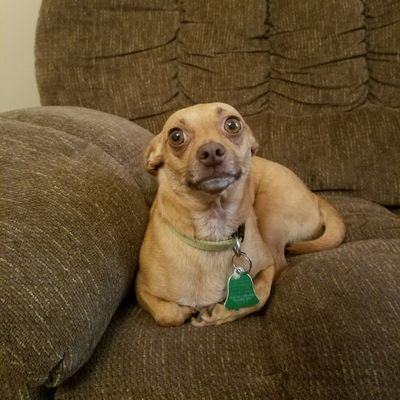 ChickletWorld's profile picture. Conservative. Respects Military, Police, First Responders, & Waitresses who get my order right. 🤣
Constitution is as written. Love my dog, Flag, pop, & America