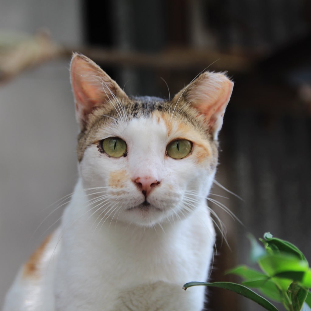ねこ写真/洋画・海外ドラマ/銀英伝/劇団☆新感線/歌舞伎/展覧会/クラッシック音楽/べネマ&マッツから海外ドラマにはまった、ごく普通の会社員