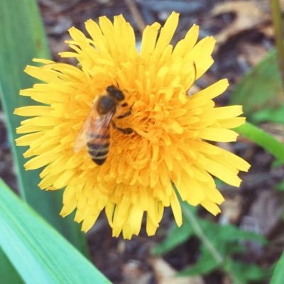 queenbeememes's profile picture. really passionate about bees! save the bees!!