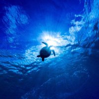 ソチ (@sotineys400) 's Twitter Profile