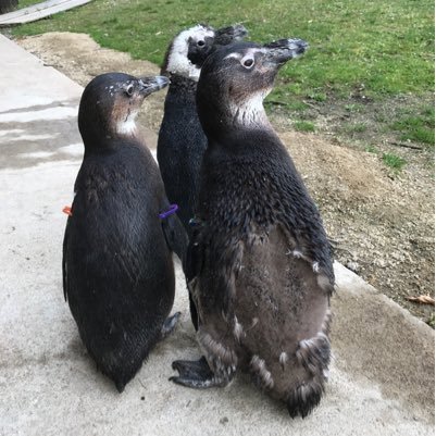 獺とペン。動物好きの気まぐれ更新。リプ返はしません。