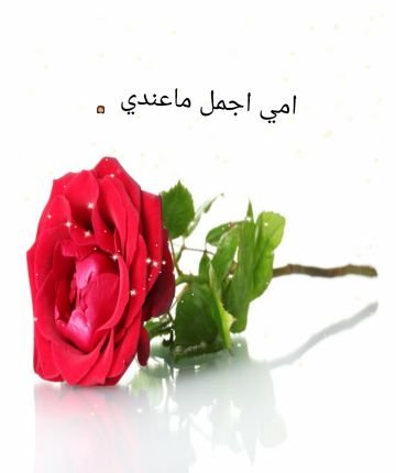 ‏‏المدينة المنورة