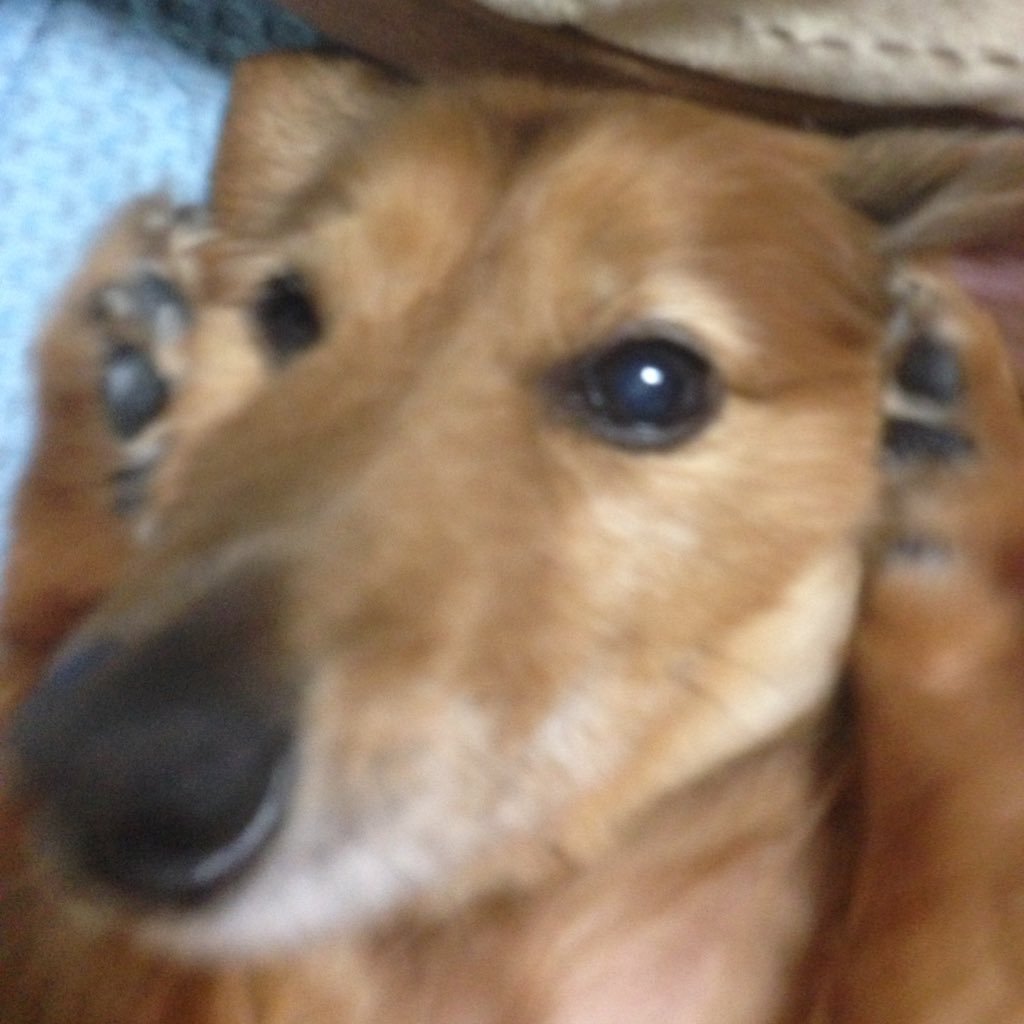 Tukinowagumaさんのプロフィール画像