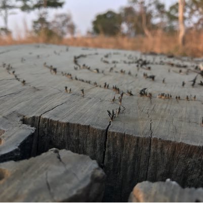 Emigani2004's profile picture. Runyankole and Runyambo sayings and proverbs