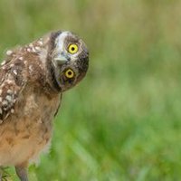 . (@dehgost) 's Twitter Profile