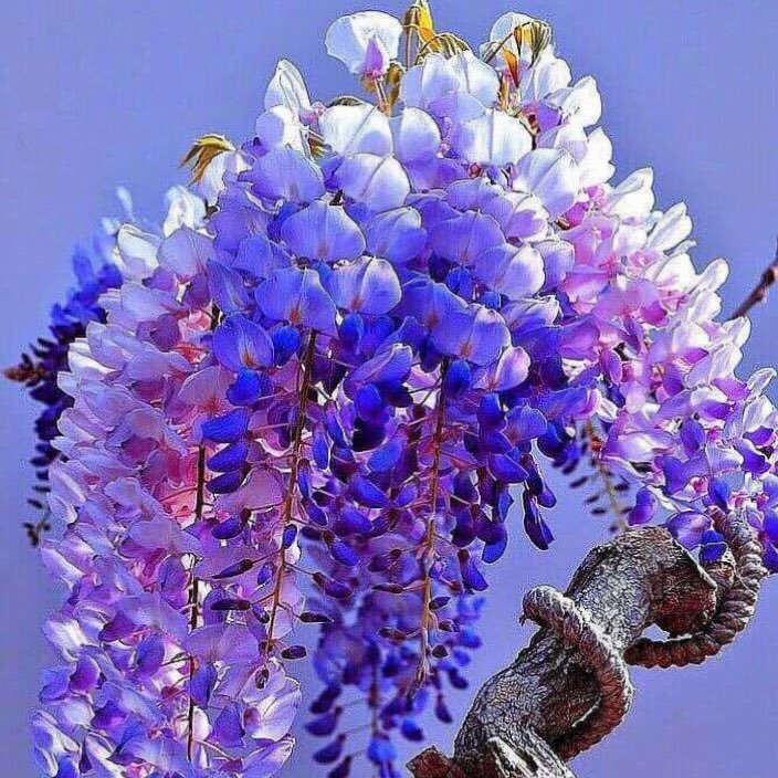 Saifullahkhan53's profile picture. 