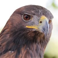 Golden Falcon(@goldenfalconz) 's Twitter Profile Photo