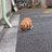 魚へんにブルーのアイコン
