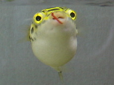 yarakaori Profile Picture