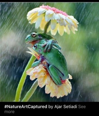 HungweMarcus's profile picture. Psalm 98:4 " Shout in triumph to Jehovah, all the earth..."