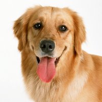 Good Boy (@averygooddoggo) 's Twitter Profile