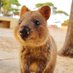 CharmingQuokka 🥃 (@CharmingQuokka) Twitter profile photo