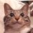 ねこまたのアイコン