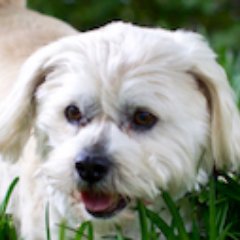 Dogs! Politics! Atheist! Fire Hydrants! #Resist #FBR #BLM The thing about quotes on the internet is that you cannot confirm their validity. ~Abraham Lincoln