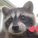 Heather - @HeatherWolfLuvr - Twitter