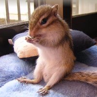 よっきぃ🐿低浮上 (@yokkili) 's Twitter Profile