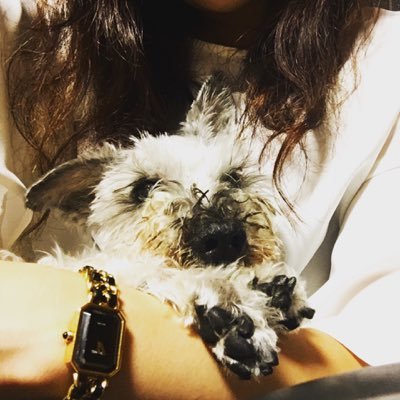 ぐ ちあや Ayaka Gu Twitter