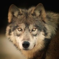 wolves(@_wolves__) 's Twitter Profileg