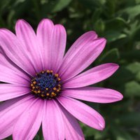 まぁーおばちゃん (@aaitemk) 's Twitter Profile Photo