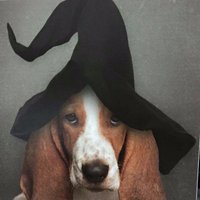 pattyVOTE@nutmeg62 (@nutmeg62) 's Twitter Profile