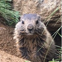 Ueli Schwaller 📯 (@uschwaller) 's Twitter Profile Photo Ueli Schwaller 📯 (@uschwaller) 's Twitter Profile Photo