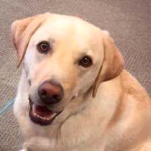 I'm Smudge, I am a Blue Cross Education Dog, teaching children and young people dog safety, responsible dog ownership and more! All views are my own.