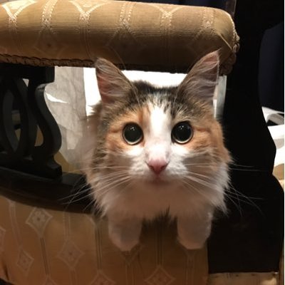 ネコ科最強 Nekokasaikyo Twitter ネコ科最強 Nekokasaikyo Twitter