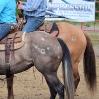 T BONE CATTLE CO. (@tbonecattleco) 's Twitter Profile