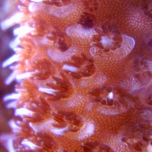 ComCorals's profile picture. Specializing in coral frags, we are an online community marketplace for local reefers to buy/sell/trade fresh and salt water aquarium livestock and supplies.