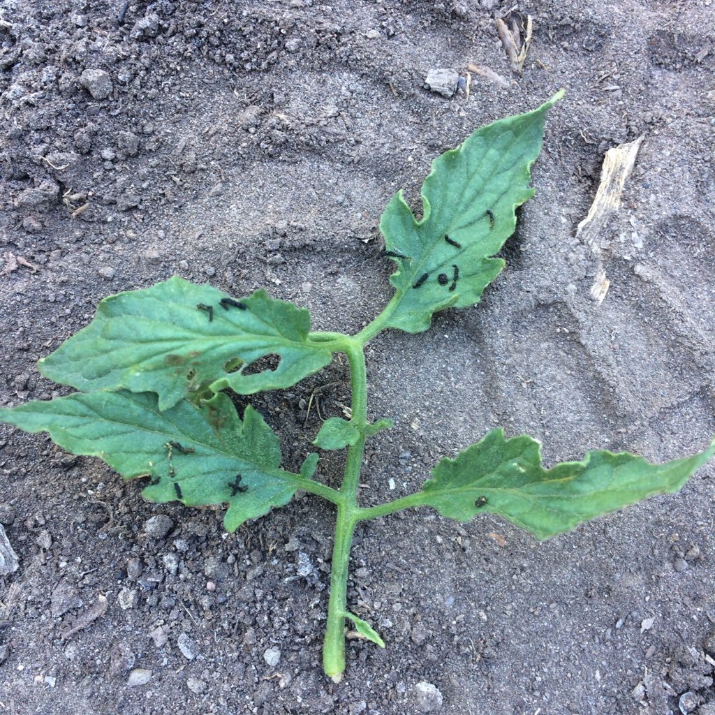 pzero2p1gus's profile picture. ...