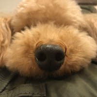 みっぷ (@mippu0410) 's Twitter Profile