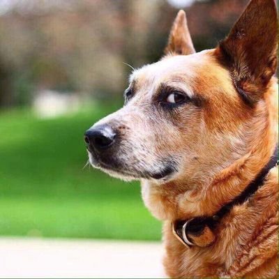 VigilanttOne's profile picture. Sharing some of the internet's finest NSFW content