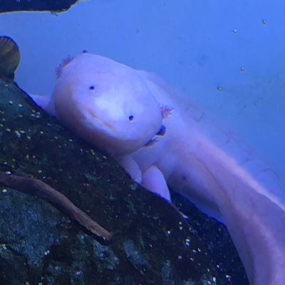 dw7pxa's profile picture. エンジニア　4年目

実務経験:
Javascript
Ruby on rails
Java
ヨルシカよく聞きます