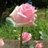 花の名前のアイコン
