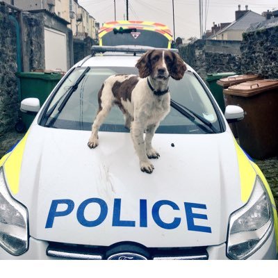 Recently retired police dog. Now enjoying life on the English Riviera with pipe and slippers!