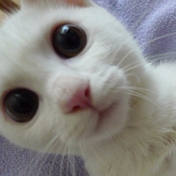 bhrkuti_'s profile picture. 美味しいものと猫が好き✰好きなお菓子屋さんはトレカルム♡ベルー洋菓子店♡のをと菓子店✧特技は早食い