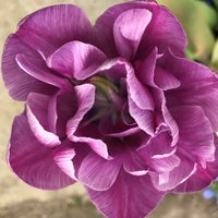 Helen Roberts (@xvinsight) 's Twitter Profile