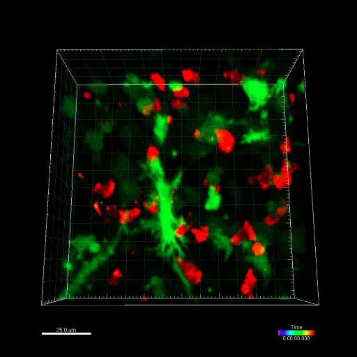 Laboratory of Immune cell Visualisation and Examination @UofGSii @UofGlasgow
Understanding immune responses and how we can manipulate them to improve health.