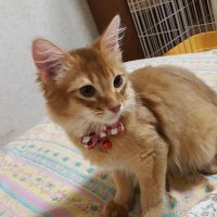 ねこじゃらし (@nekojarashi0613) 's Twitter Profile