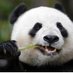 Seth Rich's Panda (@leeroyjenkins61) Twitter profile photo