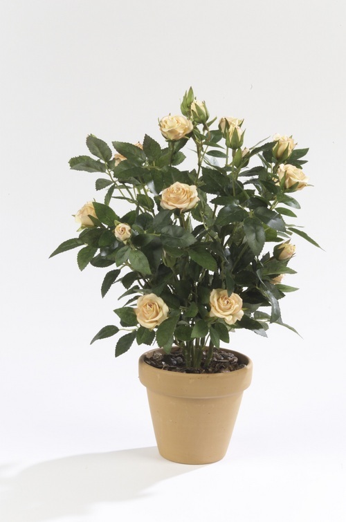 Garden centres and wholesalers in the UK and Ireland can place their orders onlinefor artificial potted plants and trees.
