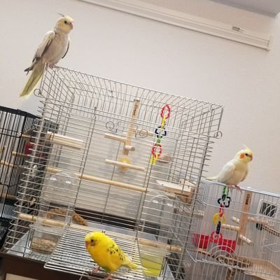 鳥ツイート専用
🐤セキセイインコのきーちゃん(1歳)
🐤オカメインコのまるちゃん(10ヶ月)
🐤ルチノーきょらちゃん(2ヶ月)
毎日にぎやか、平凡に暮らしてます😋💮鳥愛好家か少しでも増えるように癒しのツイート頑張ります🙌✴

鳥飼ってる方、そうでない方、興味がある方ぜ気軽にフォローよろしくお願いします🎵