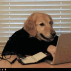 Just a dog on a pc....