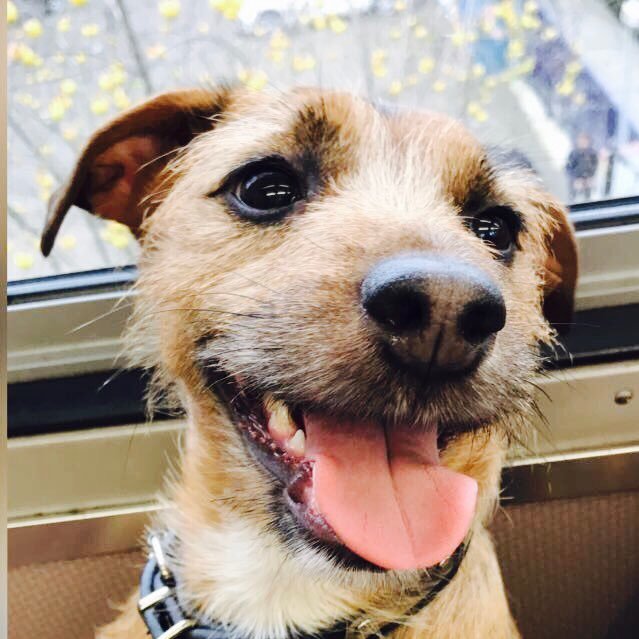 s96160439's profile picture. Woof whof my name is Mia 🐶I'm a 3 years old jackchihuahua. I'm proud owner of a Dog bakery, 🎂I make home made 💯% organic treats for my friends @dogcakesbymia