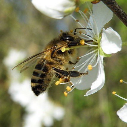 Shropshire Beekeepers Association new apiary Workforce. Busy bees and ancient wells on a historic site, with super wildlife in Shrewsbury SY5 8NP