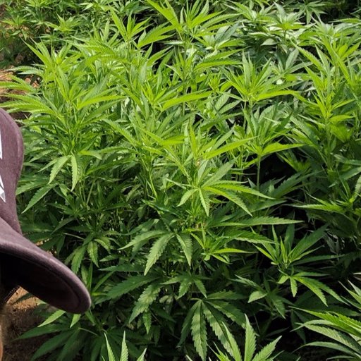 Providing Oregon licensed businesses with premium organic cannabis