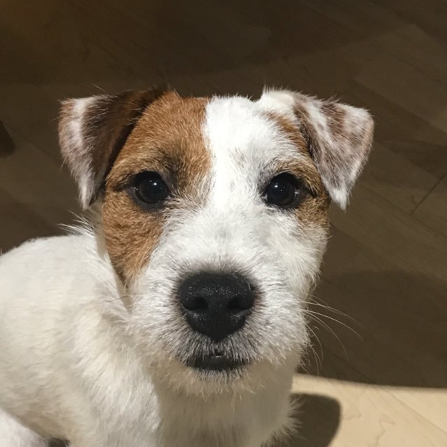 barksprop Profile Picture