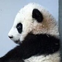 Panda Lover Gloria - Trying to stay positive (@sweetg12651) 's Twitter Profile